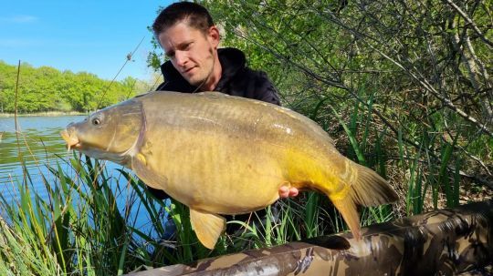 Corn for carp fishing, a seed as effective as ever