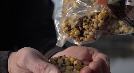 Le blé compose le Spod Mix Ready Seeds.