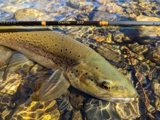 Trout fishing in Hautes-Pyrenees with natural baits