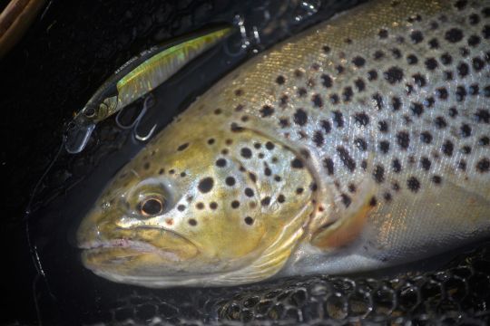 Le tricoroll ryushin est un leurre très dense