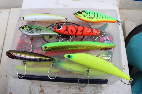 The color of the lures, a determining factor for the Peacock bass!