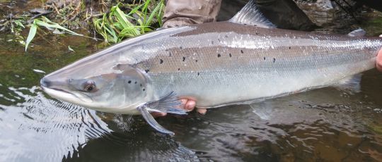 Le saumon est un poisson migrateur qui se mérite. Il faut passer de nombreuses heures au bord de l'eau pour espérer en piquer un!