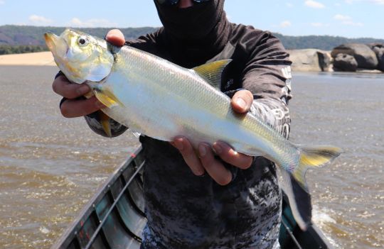 La sardinata n'est pas facile à trouver.