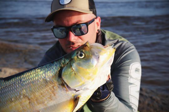 La sardinata mange des petits poissons.