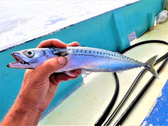 Un maquereau pris en traîne légère 
