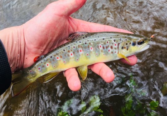La première truite de la saison, ca compte!