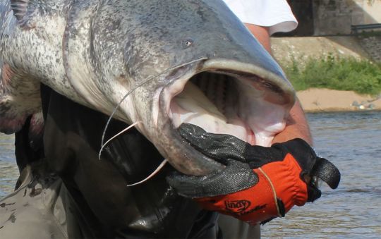 FISHING GLOVES  Catfish Connection