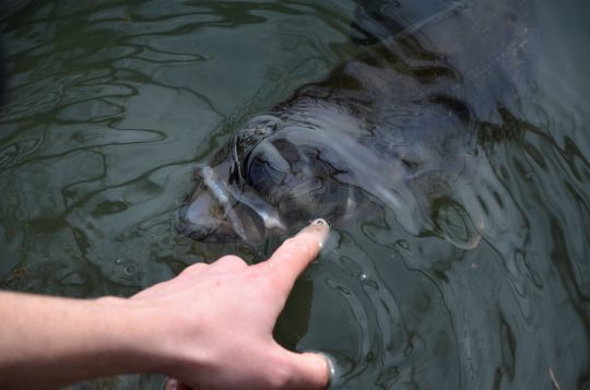 Des plans d'eau dédiés au no-kill