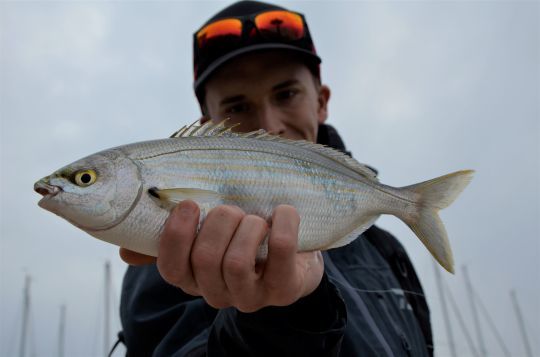 De nombreuses espèces à rechercher en pêchant au coup