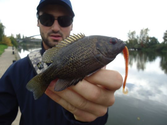 Le crapet est un poisson atypique en France