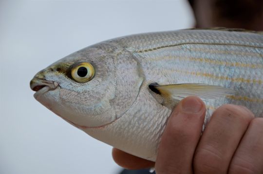 Attention aux dents des poissons