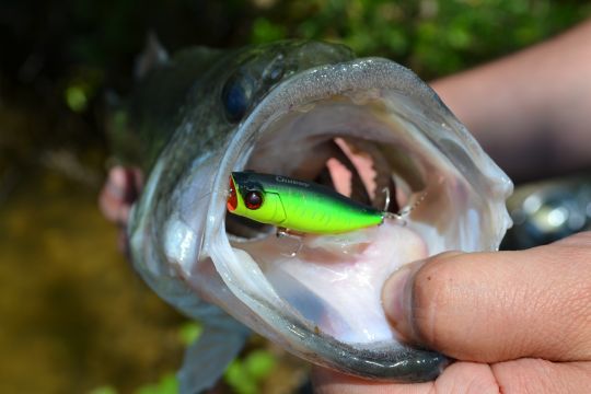 https://media.fishing.news/fishing/43089/black-bass-fishing-start-fishing-with-lures-popper-fishing-5.jpg
