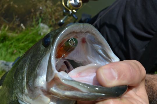 Un très gros bass au chubby popper d'Illex