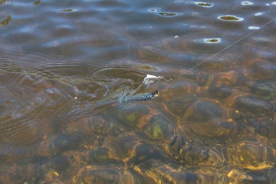 L'hélice du buzzbait génère des bulles et maintient le leurre à la surface