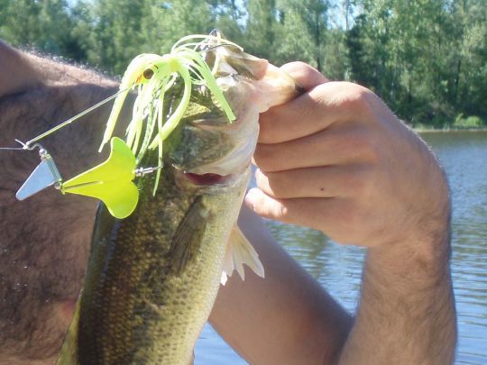 le buzzbait est très efficace en été sur les black-bass