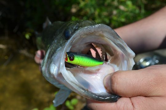 The different surface lures for freshwater predators