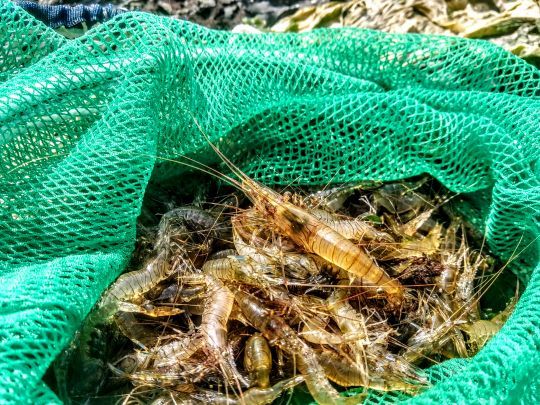 Les crevettes à utiliser vivantes ou cuites