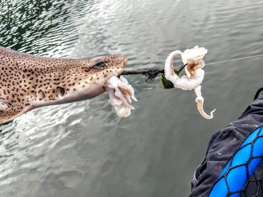 Les tentacules de céphalopodes sont résistantes