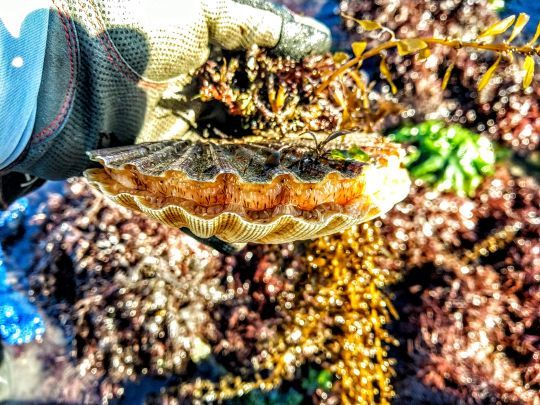 La barbe de coquille St Jacques pour pêcher les sparidés