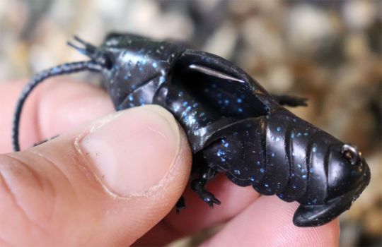 Megabass Dark Sleeper 16g Craw