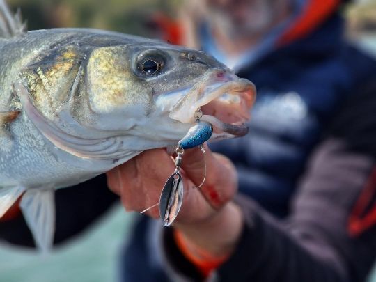 The Spintail from Crazee, an easy to use and effective lure