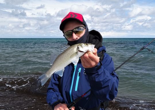 Pêcher le loup au stickbait
