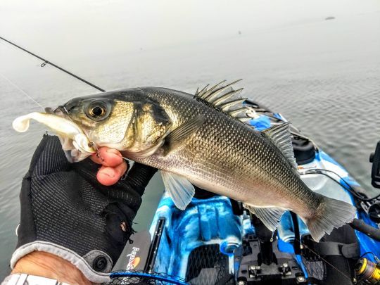 Sea bass fishing with a float: choosing the right bait for success