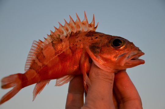 Deep-sea fishing, discovering new fighting species