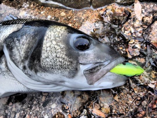 In summer, you can fish for sea bass with your freshwater lures