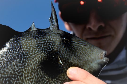 Triggerfish Growing In Numbers Along NJ Ocean & Bay Waters