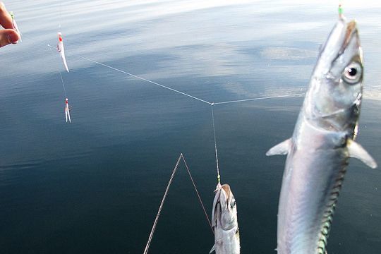 Mackerel, a universal bait capable of attracting a wide range of fish