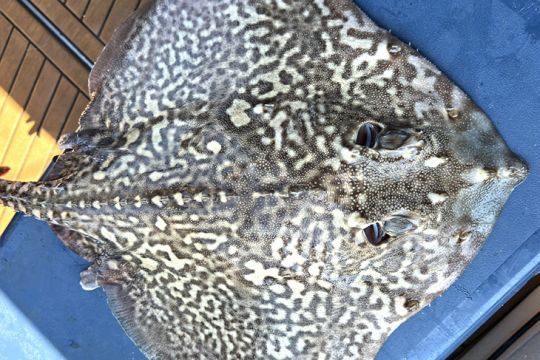 La raie attaque sa proie en l'écrasant