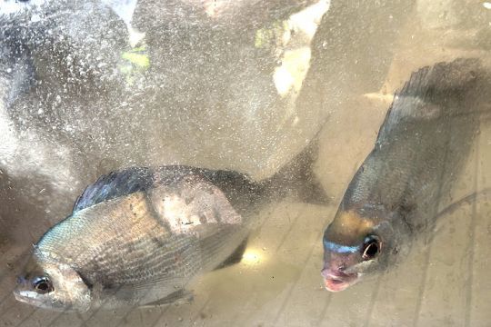 Deux dorades grises en vivier