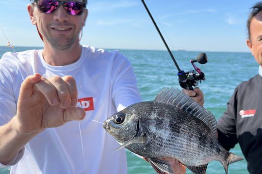 Dorade grise prise à la palangrotte