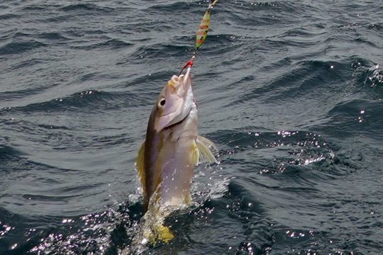 Yellowtail snapper, a species of Caribbean coastal waters