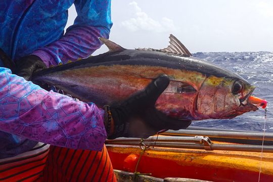 Yellowfin tuna • Thunnus albacares • Fish sheet