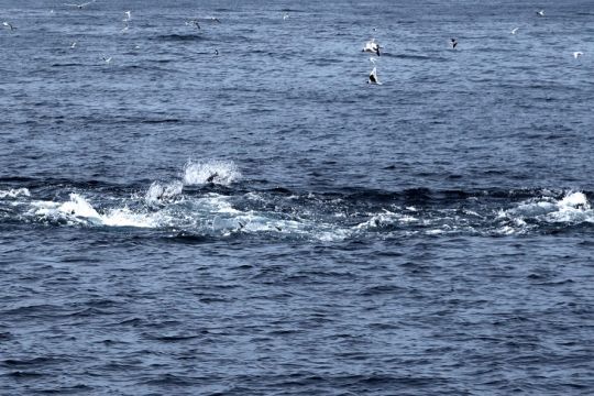 Les oiseaux sont nos précieux alliés pour trouver les thons rouges