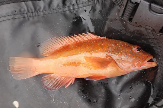 Appelé watalibi ou tanche, un petit mérou amusant en pêche light