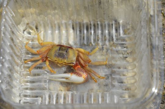 Purple crab, a very hardy bait for fishing for sparids