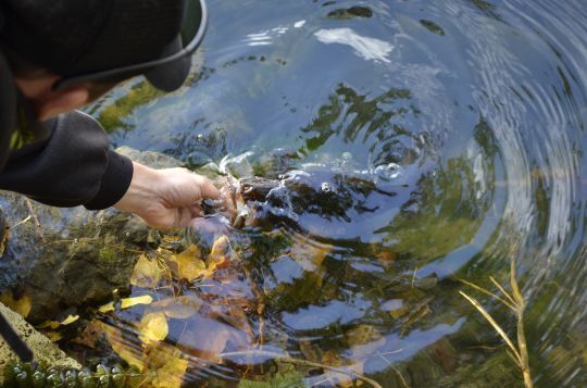 L'automne, une bonne saison pour pêcher le black-bass