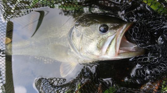 La grande gueule du bass lui permet de se saisir de belles proies et notamment en surface