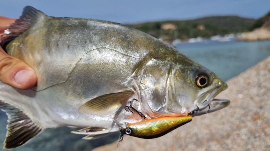 Pêche au leurre de la liche du bord