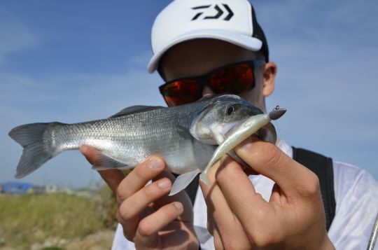 Pêche du loup en estuaire