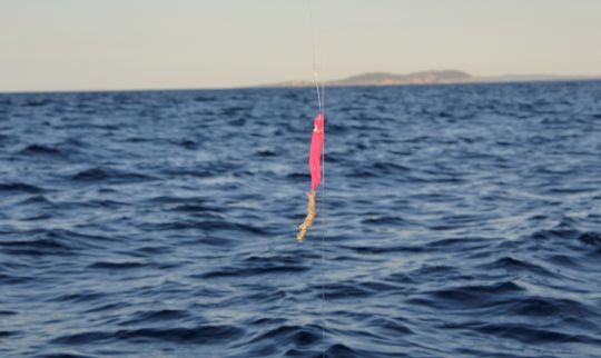 Octopus plus appât, redoutable