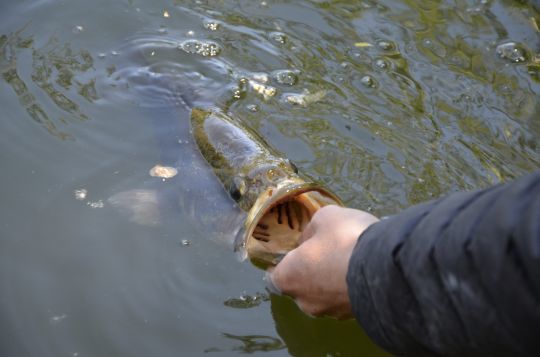 Black-bass pris au pied d'une falaise rocheuse