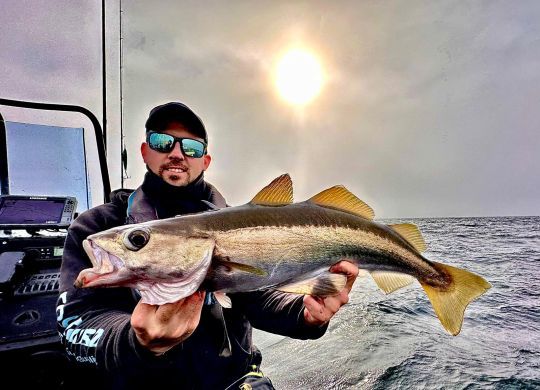 Avec l'hiver qui approche, les poissons se rapprochent de la côte et il est possible de piquer de beau spécimens dans peu d'eau comme ici, un joli lieu jaune pêché dans 15 mètres d'eau.