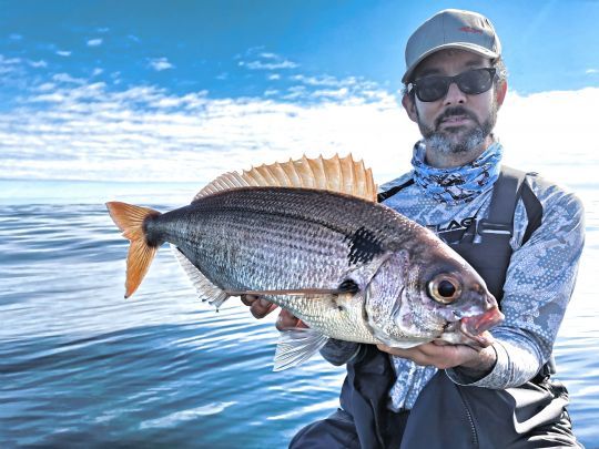 A coup sûr, vous piquerez d'autres espèce que les lieus jaune en pêchant au jig. Ici, une belle dorade rose qui se sera laissé tenter par un Hareng rose