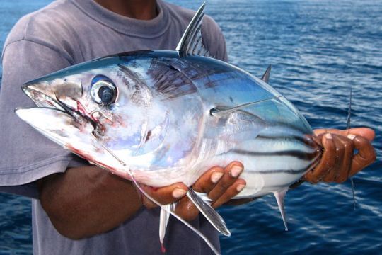 Listao Tuna: The Ultimate Guide to This Sustainable Seafood