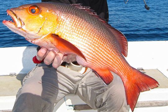 Red carp or red dog snapper, an opportunistic fish