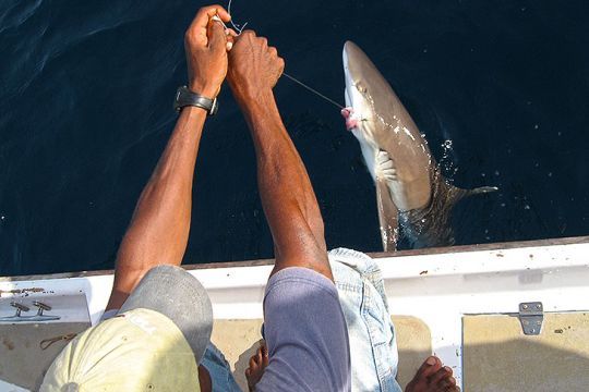 BlacktipH - If you want to catch sharks on lures, our BlacktipH Shark  Fishing Lure kits on TackleDirect are the solution! Josh has hand-picked  these lures and swears by them. All of